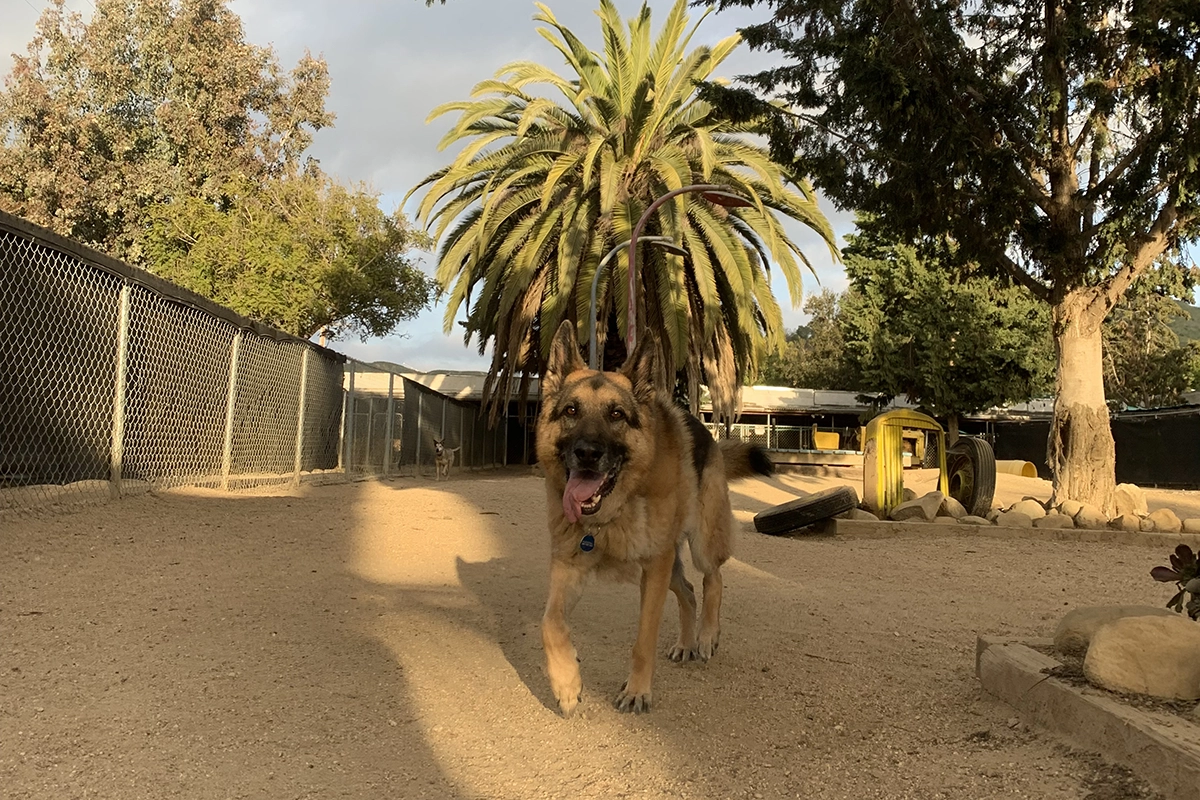 Daycare Delights- Tailored Stay & Play at Ventura Dog Ranch