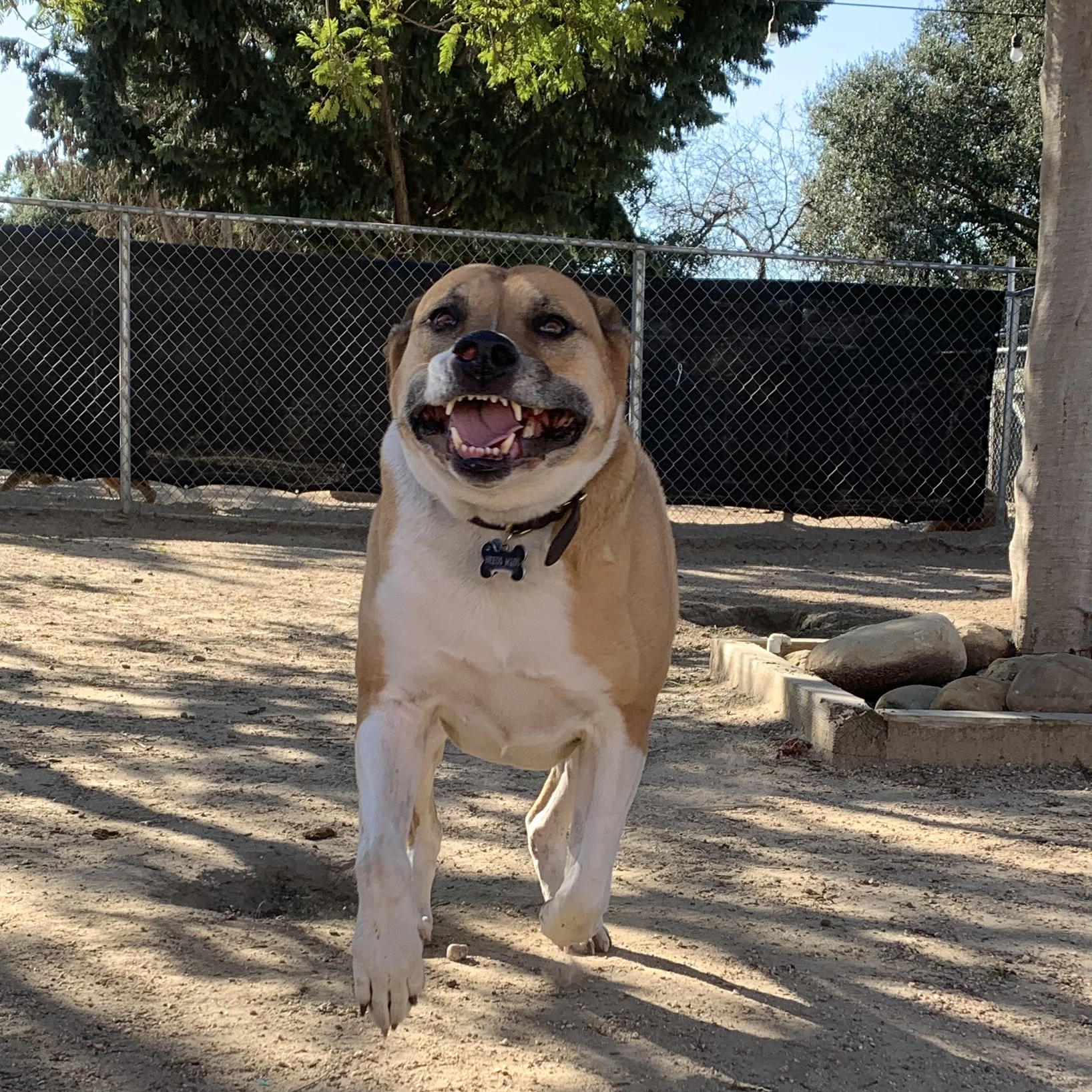 Dog Ranch - Daycare and Boarding Services in Ventura California