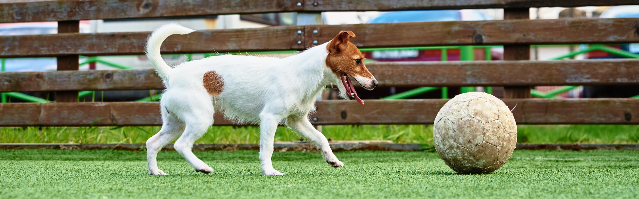 Contact Us Ventura Dog Ranch