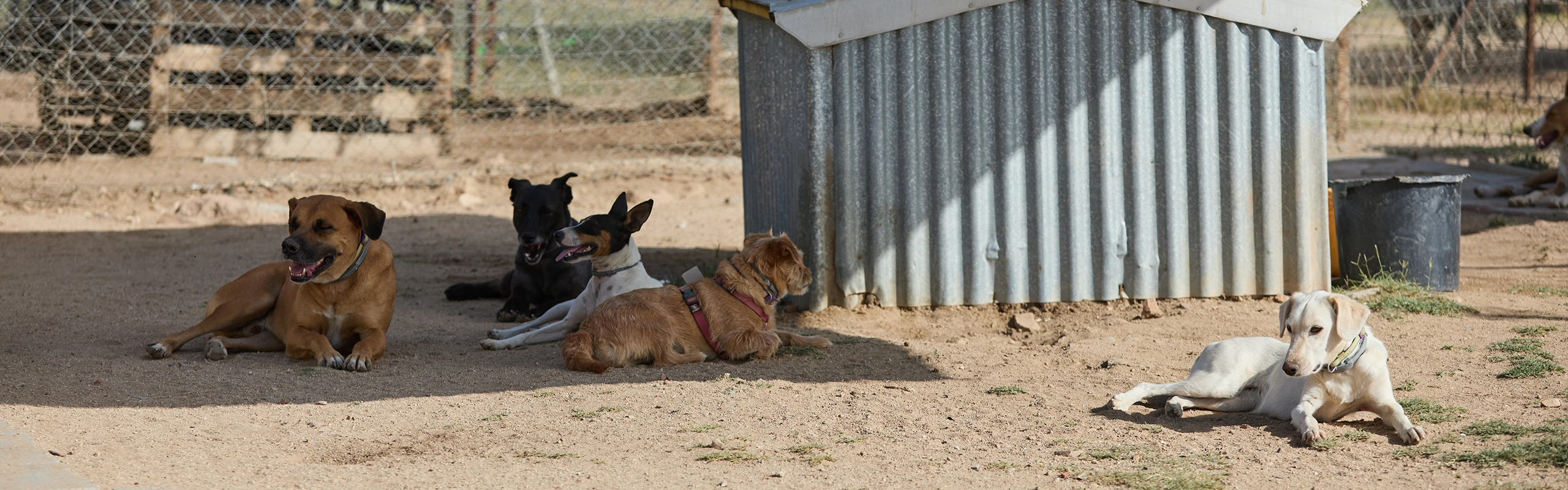 Daycare Ventura Dog Ranch