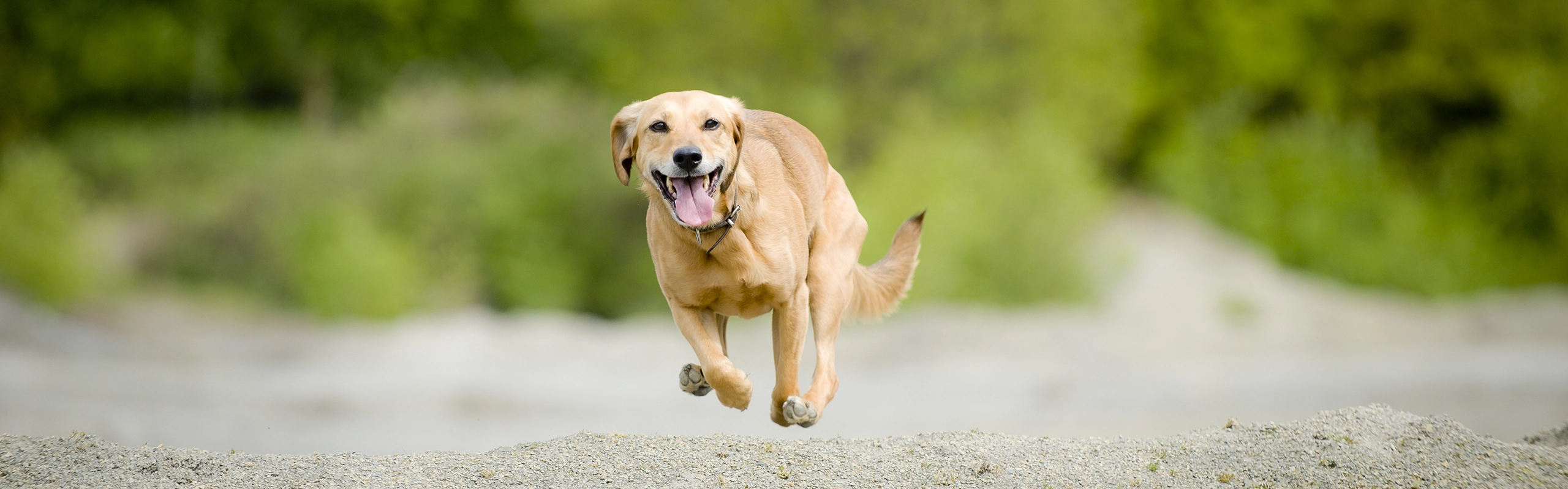 Requirements Ventura Dog Ranch